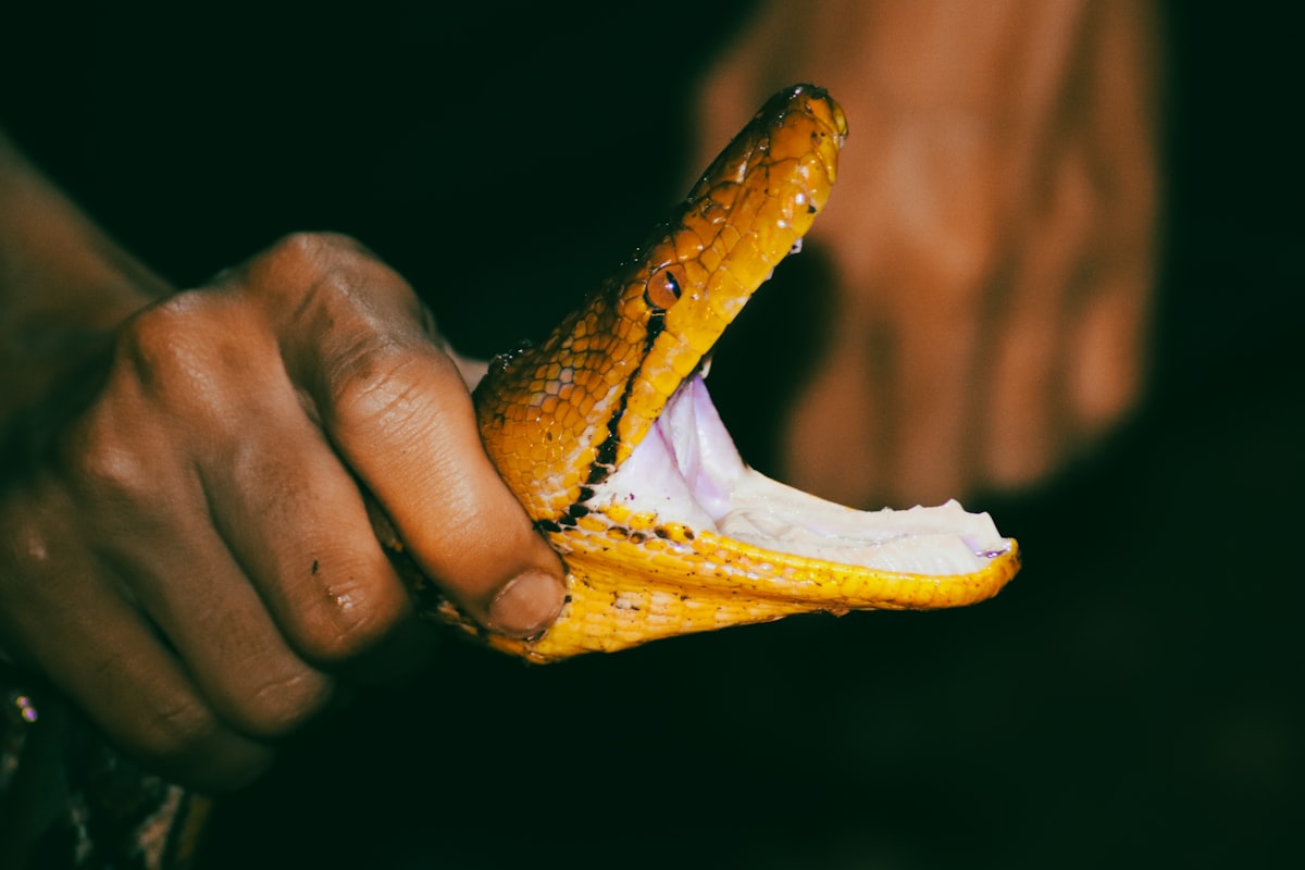Healthy fats and omega-3s